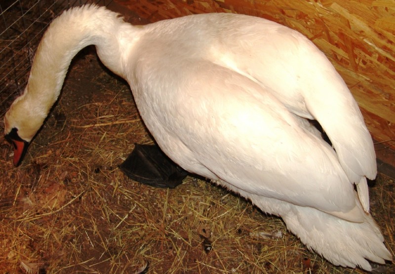 Белая лебедь появилась в зоодворике парка
