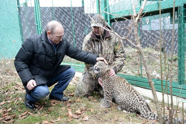 В Сочи леопард после встречи с Путиным напал на журналиста