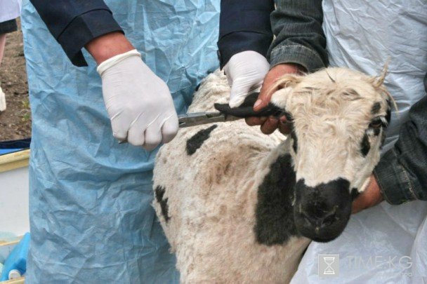 Раскрыто мошеничество с субсидиями национального проекта