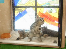 «Мартовский кот» — в Волгограде прошла выставка кошек