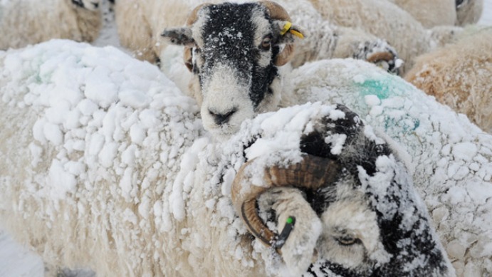 Обнаружены пропавшая накануне пастух и стадо овец