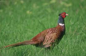 Для Волго-Ахтубинской поймы закупили северокавказских фазанов