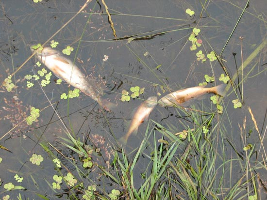 В ериках Волго-Ахтубинской поймы гибнет рыба