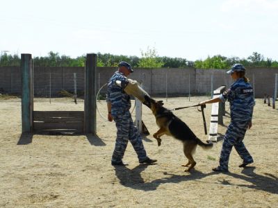 Служебная собака помогла задержать грабителей в Волжском