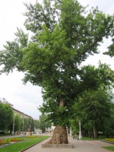 Сталинградский тополь станет зеленым символом Волгоградской области на «Аллее России»