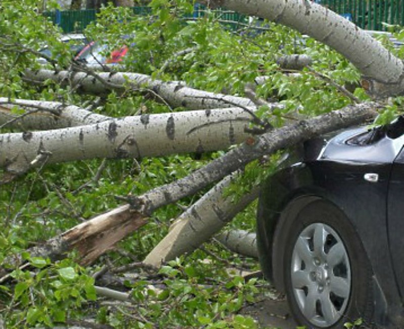 Упавшее на автомобили дерево стало причиной крупного скандала в Волжском