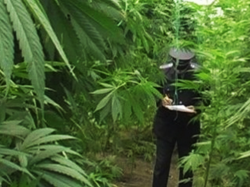 За попытку сбыта марихуаны житель Фролово осужден на 10 лет