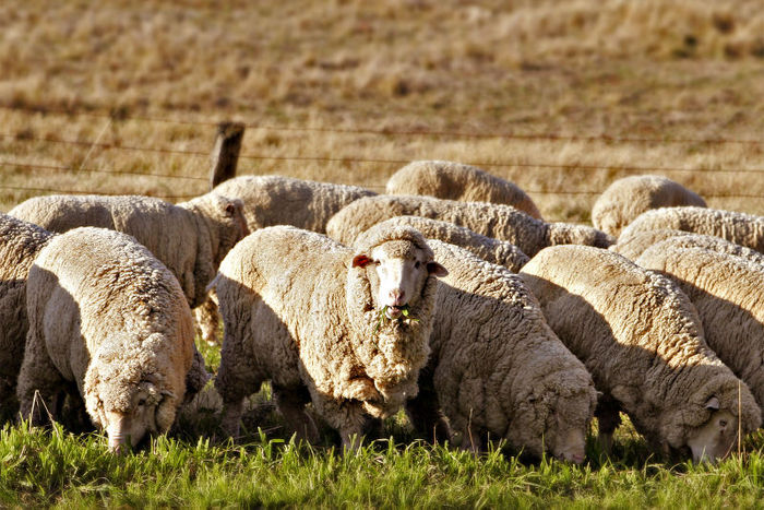 В Быковском районе 130 овец заблудились в тумане, ведется поиск