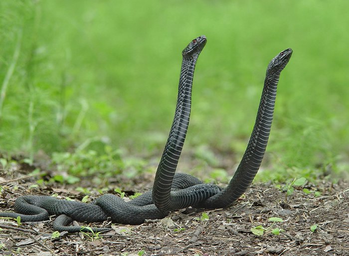 В Волгоградской области не нашли смертельно ядовитых змей
