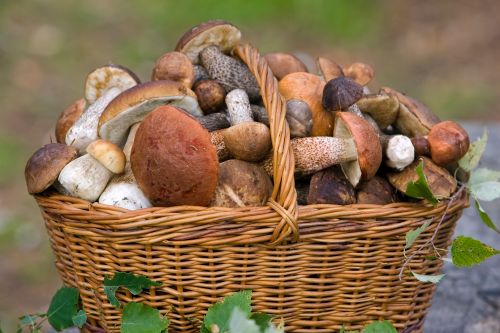 В Волгоградской области из-за сухой погоды даже съедобные грибы стали опасны для употребления