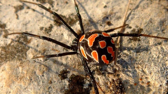 Ядовитые пауки угрожают южным районам России