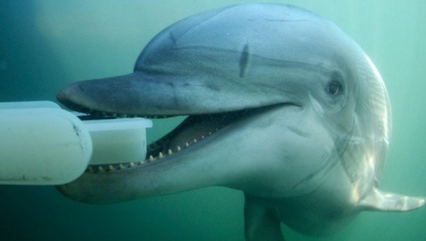 Боевые дельфины Крыма «приняты на службу» в Российскую армию