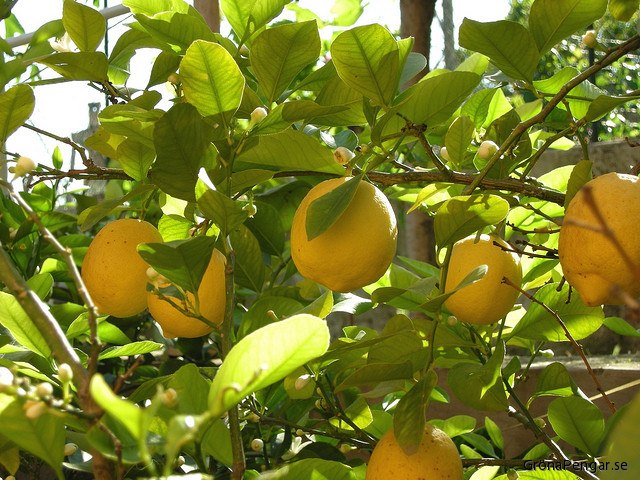 В региональном ботаническом саду спеют лимоны