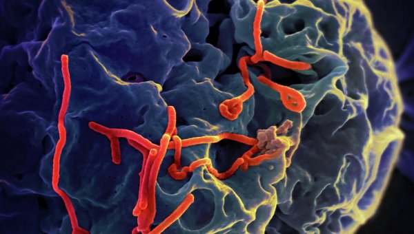 ВОЗ: вспышка лихорадки Эбола остановлена в Нигерии