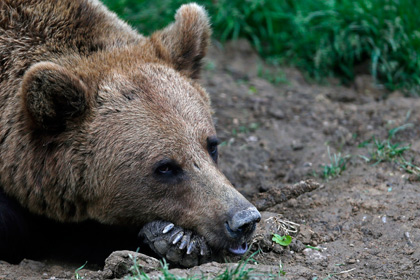Житель томского села отбился от медведя компьютером