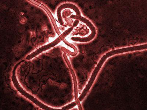 Ученые: Эбола придет в Россию 24 октября