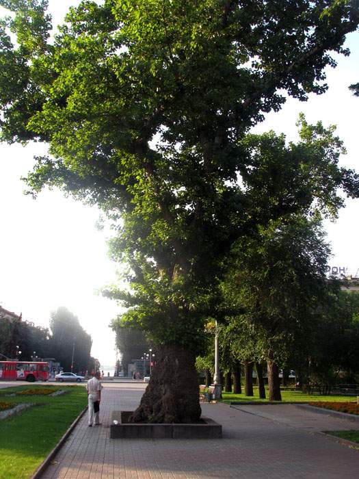 Волжане могут выбрать дерево для «Аллеи России» в Севастополе