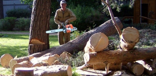 «Леруа Мерлен» разрешили снести еще 156 деревьев