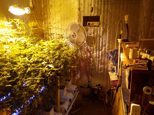 В Волжском для выращивания марихуаны использовали три лаборатории
