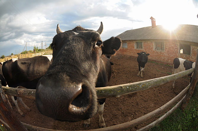 5 лет тюрьмы грозит жителю Волгоградской области, за уничтоженный корм для скота