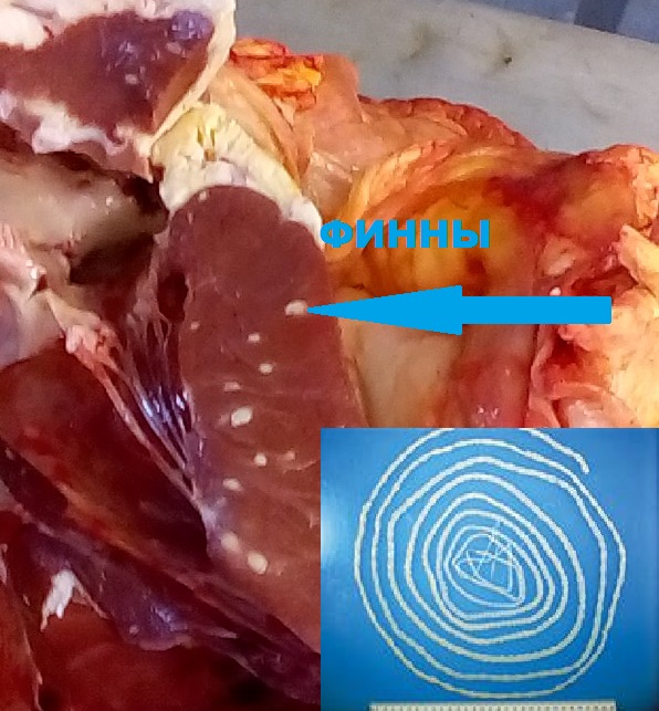 Из Калмыкии в регион завезли зараженное мясо