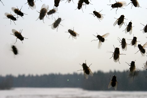 Родители школьников Волгограда просят избавить их детей от задачек про мух
