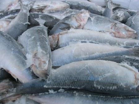 В школах и дестадах Волгоградской области обнаружена опасная рыба