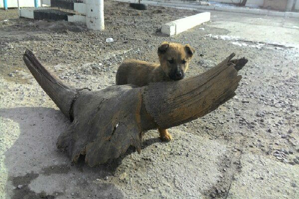 В Волгограде водолазы извлекли из воды останки доисторического животного