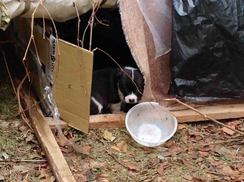 Власти города готовы отдать миллион рублей за уничтожение бездомных собак
