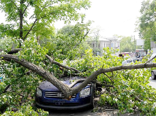 От сильного ветра дерево рухнуло на припаркованные машины