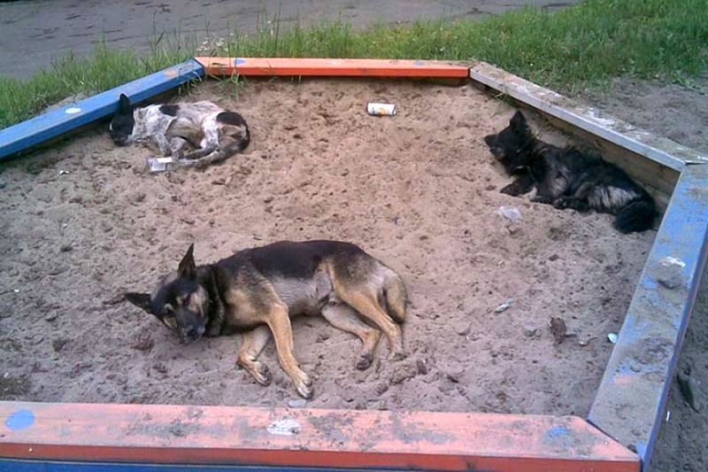 В Волгограде бродячий пес напал на девочку в песочнице