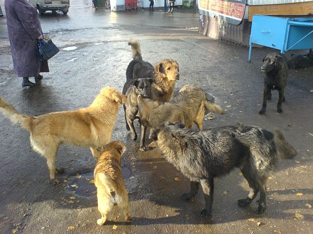 Фирма по отлову бродячих собак в Волгограде стала фигурантом уголовного дела после ЧП с ребенком