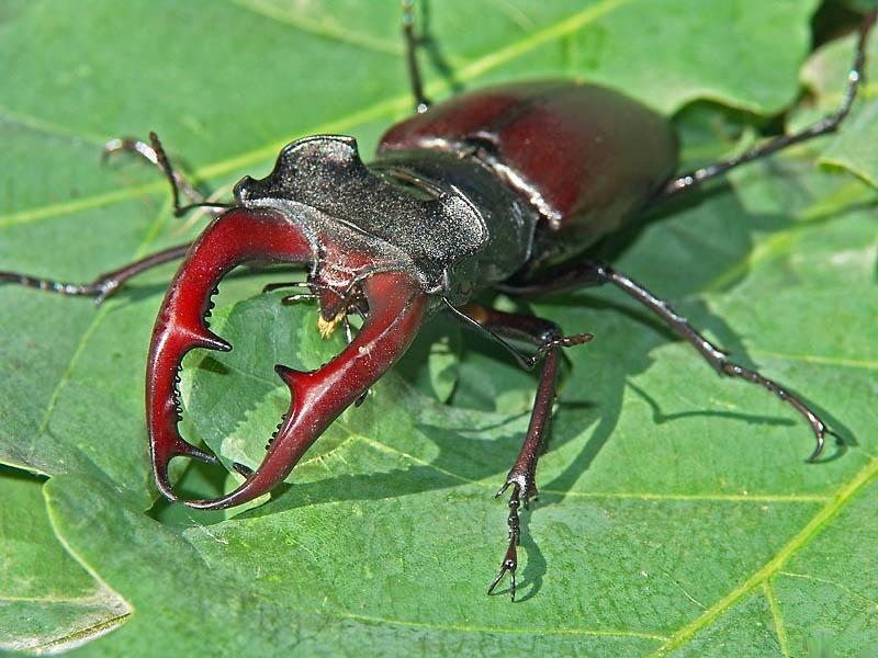 Самые крупные жуки Европы обосновались в пойме