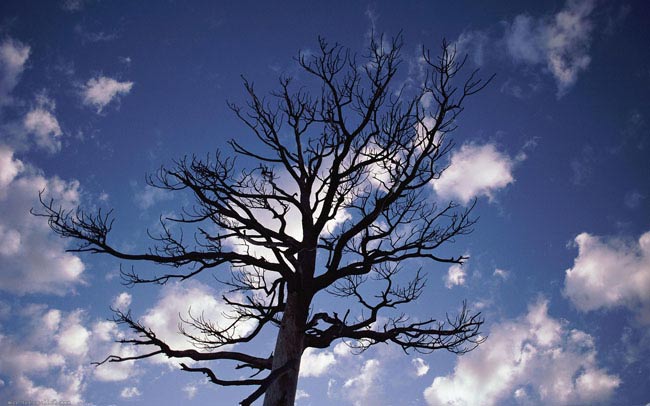 Деревьям в Волжском поставили неутешительный диагноз