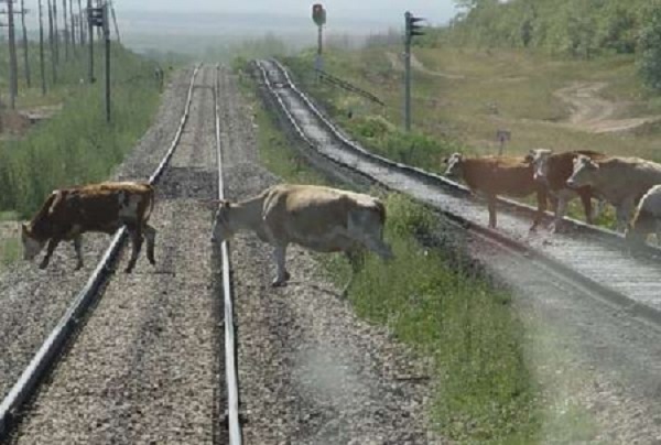 Поезд Волгоград-Астрахань врезался в стадо коров