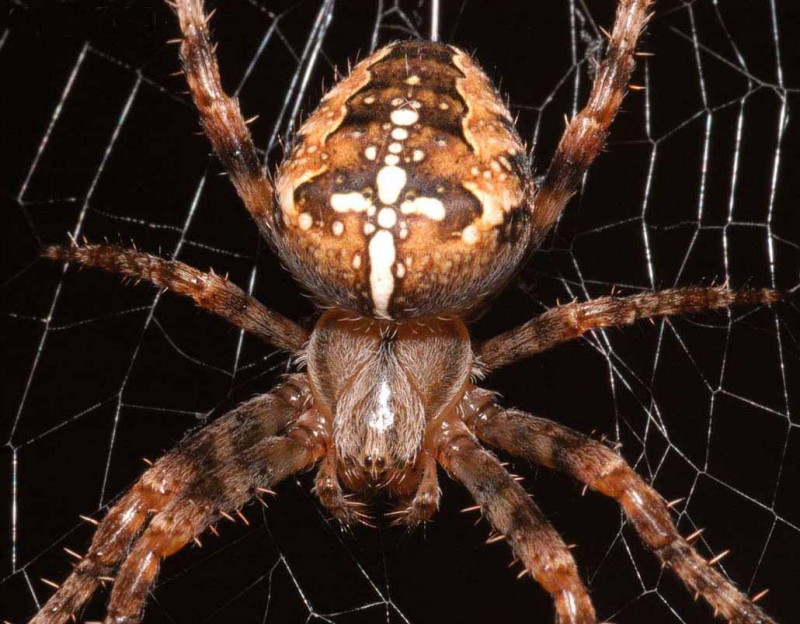 В регионе поймали 500 пауков для исследований