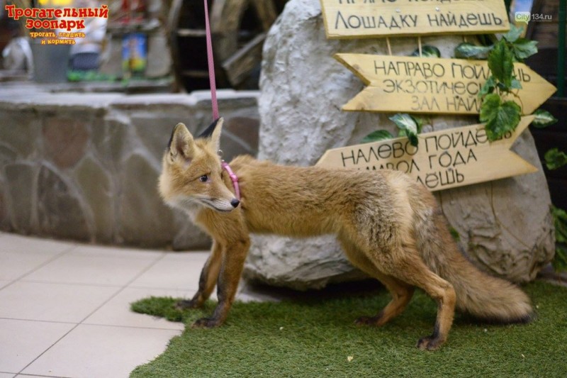 В Волгоградский трогательный зоопарк подбросили лисенка