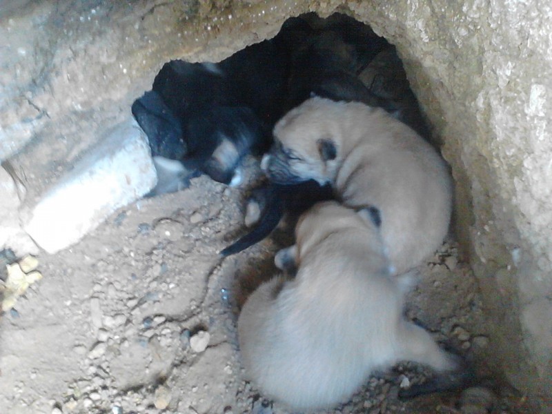 Бездомная собака спасла щенков, спрятавшись в яме