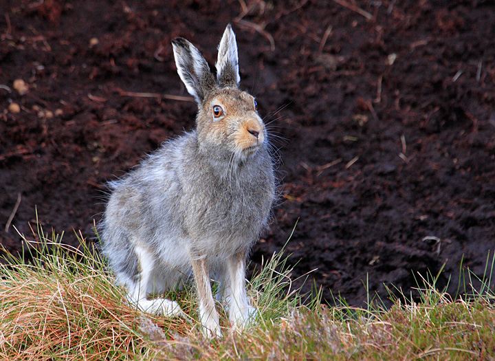 За двух зайцев браконьеры могут отправиться в тюрьму