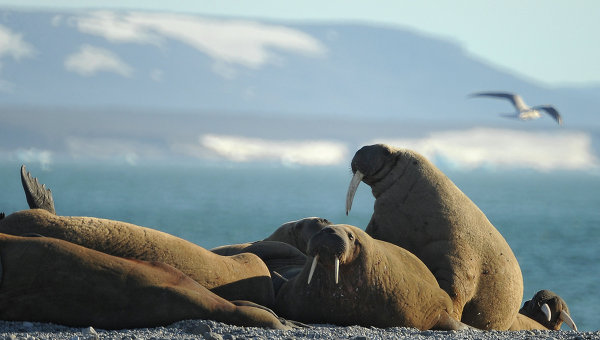 По факту массового убийства моржей на Чукотке возбуждено уголовное дело