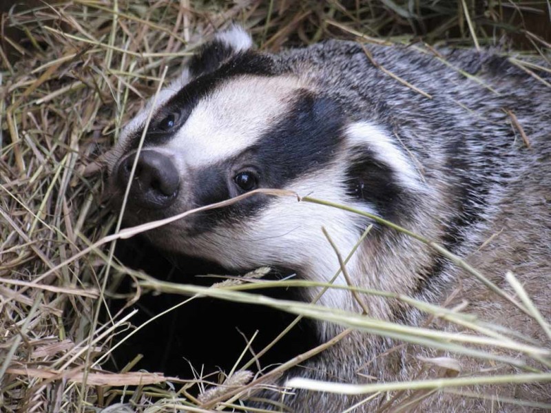 В Волгоградской области посчитали выдр, бобров, норок и барсуков