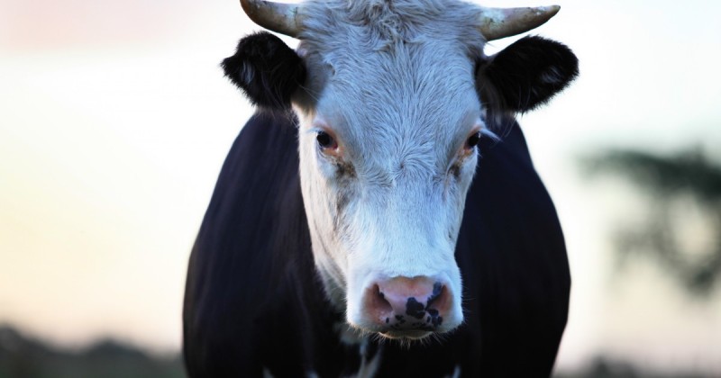 В Быковском районе из-под носа у фермера увели четырёх коров и одного бычка