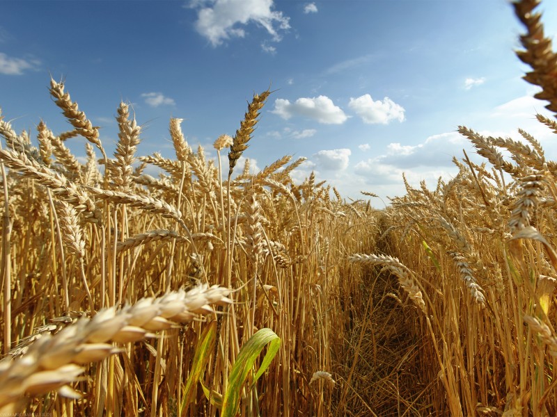 Волгоградские аграрии беспокоятся за урожай 2016 года