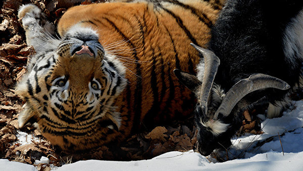 Козла Тимура и тигра Амура в Приморье временно расселили