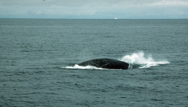 У берегов Южной Кореи пассажирский корабль столкнулся с китом