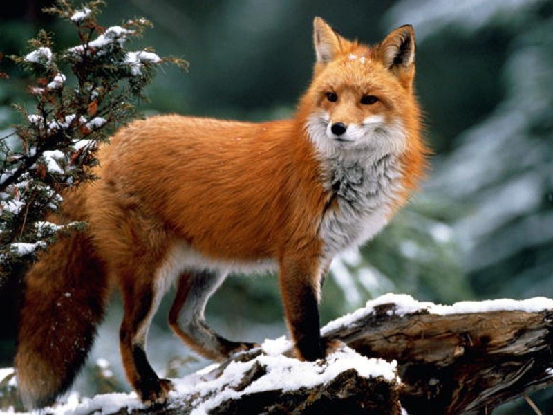 В Волгоградской области превышает норму численность лисиц