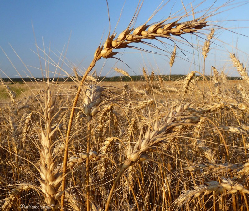 425 миллионов рублей отдали волгоградским сельхозпроизводителям за убытки из-за почвенной засухи