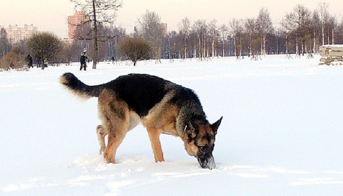 В Волгограде служебная собака нашла автомобильного угонщика по потерянному ботинку