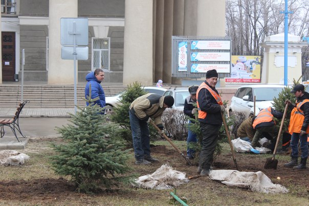 На площади перед ДК «ВГС» высадили молодые ели