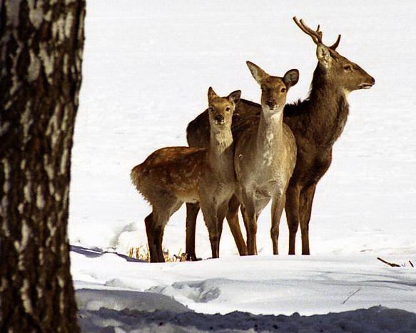 В Волгоградской области увеличилось количество оленей